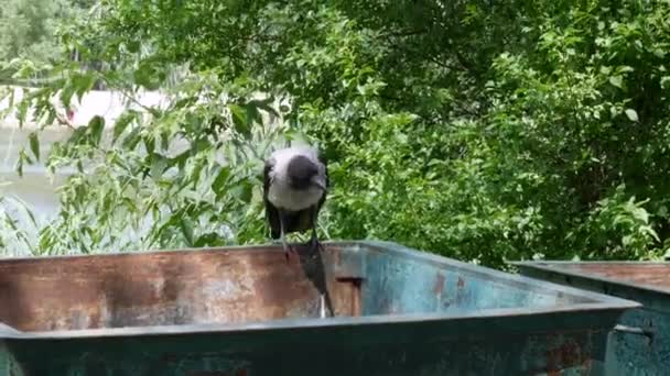 Día Soleado Cuervo Salta Sobre Borde Cubo Basura Mira Cubo — Vídeos de Stock