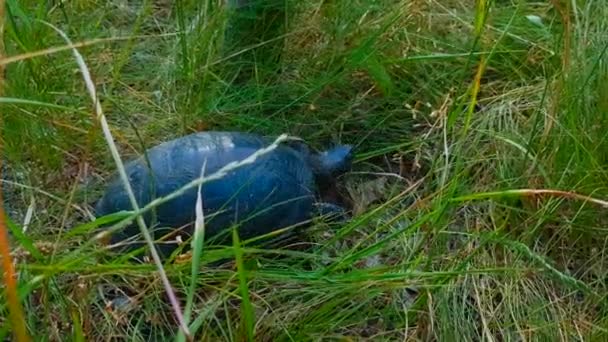Eine Europäische Teichschildkröte Kriecht Zwischen Dem Grünen Dicken Hohen Gras — Stockvideo