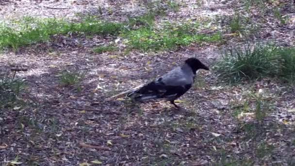 Eine Schwarze Krähe Wald Auf Einer Wiese Wildvögel Leben Wald — Stockvideo