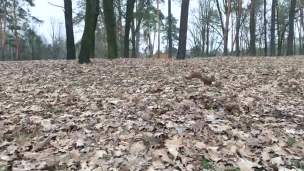 Een Eekhoorn Loopt Door Het Bos Een Eekhoorn Zoek Naar — Stockvideo