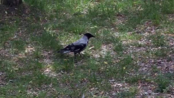 Cuervo Gris Negro Pájaro Salvaje Camina Prado Día Verano Imágenes — Vídeos de Stock