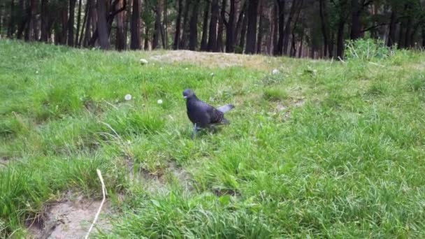 비둘기는 여름날 잔디의 언덕에서 내려갑니다 고품질 — 비디오