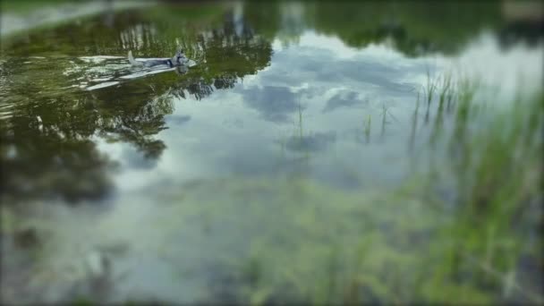 Хаскі Собака Плаває Озері Собака Плаває Мальовничому Озері Високоякісні Кадри — стокове відео