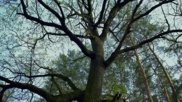 Uprostřed Lesa Stojí Rozlehlý Mohutný Dub Pohled Korunu Stromu Pozadí — Stock video
