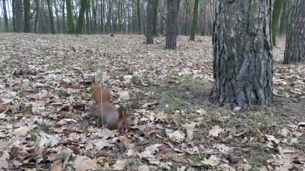 Ein Rothaariges Eichhörnchen Mit Einem Flauschigen Schwanz Läuft Der Nähe — Stockvideo