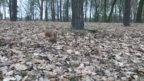 소나무 트렁크 근처의 다람쥐가 옆으로 던져진 너트를 잡아당깁니다 고품질 — 비디오