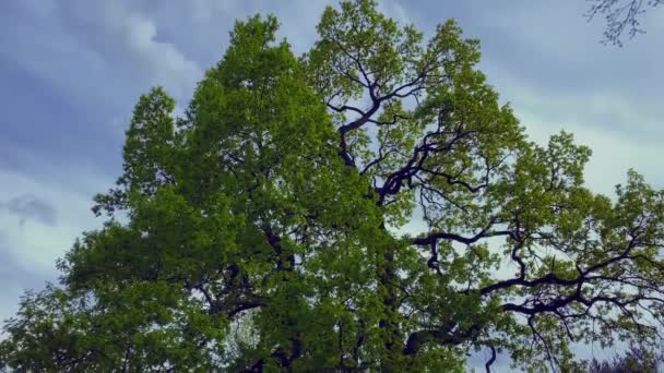 Dos Robles Sobre Fondo Cielo Azul Prado Verde Bosque Imágenes — Vídeo de stock