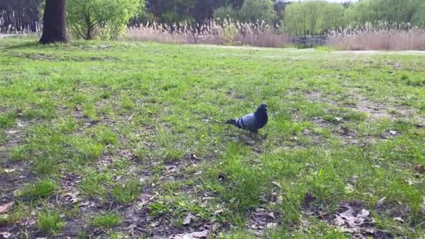 Young Pigeon Walks Lawn Pecks Young Green Blade Grass High — Stock Video