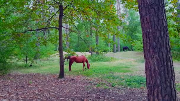 Konie Domowe Pasą Się Łące Zielonym Lesie Jesień Sezon Obszar — Wideo stockowe