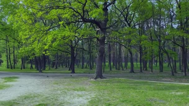 Korona Zielonego Dębu Tle Błękitnego Nieba Drzewa Pocz Tku Kwitnienia — Wideo stockowe