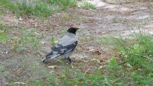 Eine Schwarz Graue Krähe Boden Posiert Einem Sommertag Und Tritt — Stockvideo