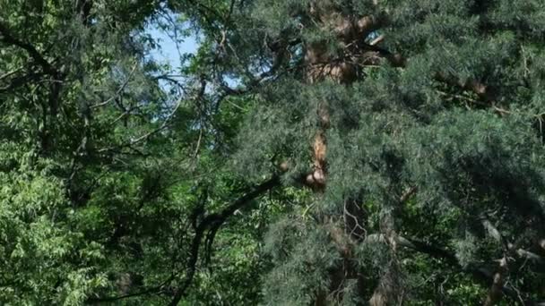 Симпатична Маленька Руда Білка Стрибає Гілці Дерева Лісі Високоякісні Кадри — стокове відео