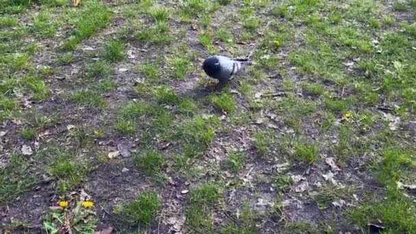 鳩が芝生の周りを歩き回り 何か食べるものを探しています 上からの眺め 高品質の4K映像 — ストック動画