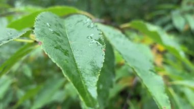 Prunus avium 'un yeşil ormandaki ıslak yaprakları. Bulanık yeşil arka planda yaprakların yakın çekimi. Yağmurdan sonra dalında yeşil yapraklar olan Prunus Avium ağacı. Yüksek kalite 4k görüntü