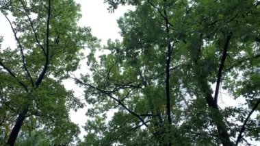 Sincaplar ağaç tepelerindeki dallar boyunca koşar. Kırmızı sincapların mavi bir gökyüzünün arka planında koştuğu bir ağacın yeşil taç görüntüsü. Yüksek kalite 4k görüntü