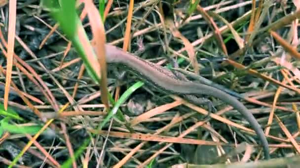 Mała Jaszczurka Lesie Ziemi Bliska Jaszczurka Biega Ziemi Zielonej Trawie — Wideo stockowe