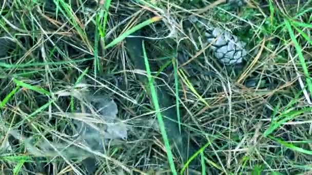 도마뱀은 잔디를 빠르게 기어갑니다 도마뱀은 음식을 잔디에서 빠르게 움직입니다 고품질 — 비디오