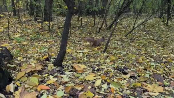 다람쥐 숲에서 다람쥐 숲에서 다람쥐 다람쥐는 노란색으로 떨어진 달립니다 고품질 — 비디오