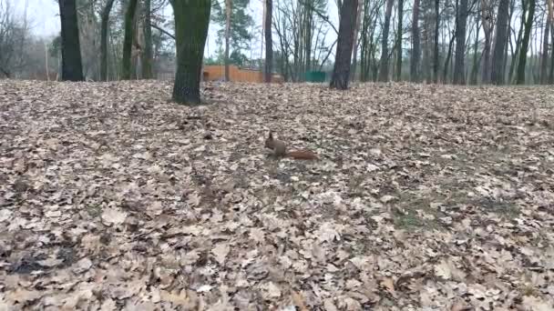 로던트 다람쥐가 견과류를 뿌린다 귀여운 다람쥐는 너트를 씹습니다 다람쥐는 근처에서 — 비디오