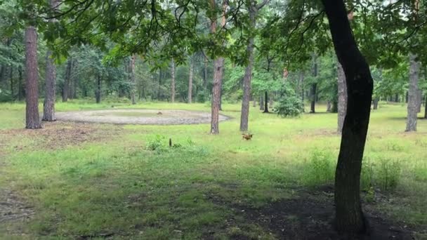 Young Dog Runs Green Valley City Park Walking Dog Forested — Stock Video