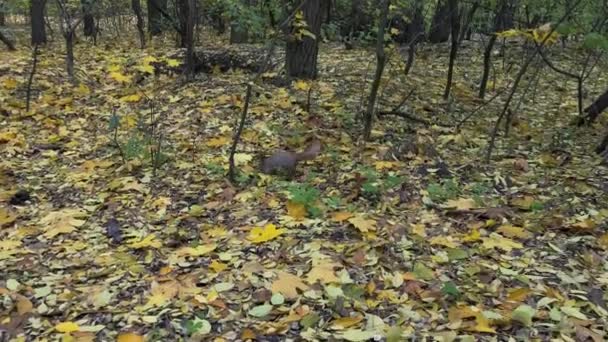 푹신한 꼬리를 아름다운 다람쥐는 숲에서 음식을 있습니다 다람쥐는 숲에서 노란색 — 비디오