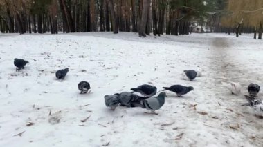 Kışın güvercinleri beslemek. Güvercinler parkta tahıl yer. Gri şehir güvercini. Güvercinler kışın karda yürürler. Kar örtüsü üzerinde bir güvercin sürüsü. Yüksek kalite 4k görüntü