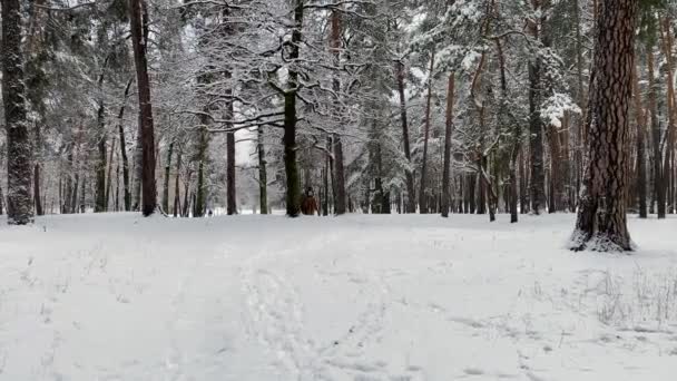 Schneebedeckte Bäume Wald Schneedecke Wald Gefrorener Winterwald Tief Verschneit Winterwetter — Stockvideo