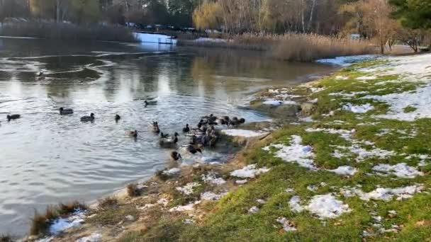 Kaczki Jeziorze Sezonie Zimowym Piękny Krajobraz Karmienie Kaczek Jeziorze Kaczki — Wideo stockowe