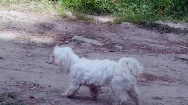 Породистая Чистокровная Белая Собака Бегает Парку Весенняя Прогулка Парке Зеленой — стоковое видео