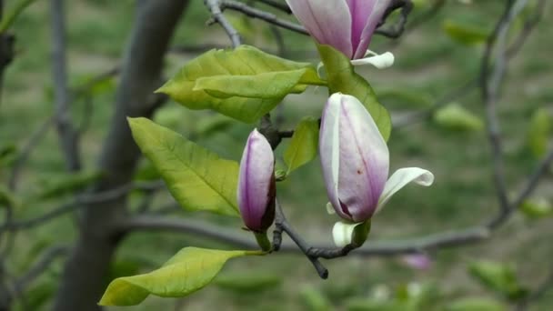 Magnolia Flower Buds Beginning Flowering Exotic Beautiful Flower Sulange Magnolia — Stock Video