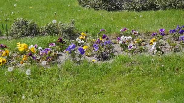Kwitnące Kwiaty Wiosną Fiołki Kolorowe Okresie Kwitnienia Wiosenny Krajobraz Kolorowymi — Wideo stockowe