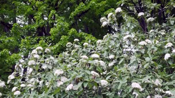 Bourgeons Fleurs Blanches Sur Arbre Vert Dans Réserve Botanique Ville — Video