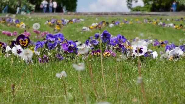 Violets Blooming Flowerbed Bees Fly Flowers City Blooming Park Flower — Stock Video