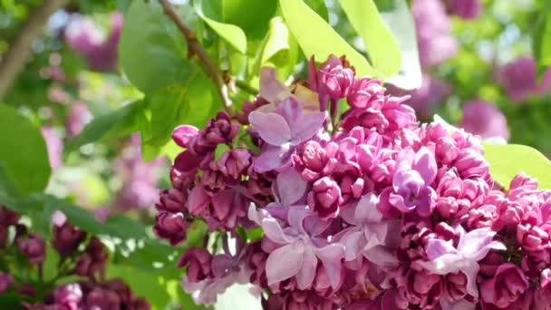 Kwitnący Fioletowy Liliowy Wiosną Słoneczny Dzień Gałąź Liliowa Wietrze Kołysząca — Wideo stockowe