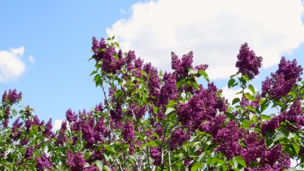 Burgundy Lilac Bush Blue Sky Spring Concept Spring Flowers Blooming — Stock Video