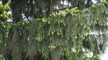 Açık yeşil köknar dalları eski bir park alanında bir bahar günü rüzgarda sallanır. Ladin açık yeşildir. Yüksek kalite 4k görüntü