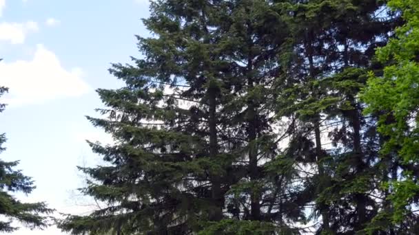 Green Coniferous Trees Botanical Garden Walk Park Camera Movement Top — Stock Video