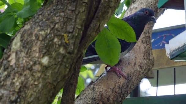 Şehir Kuşu Gri Bir Güvercin Botanik Bahçesindeki Bir Besleyiciden Besleniyor — Stok video