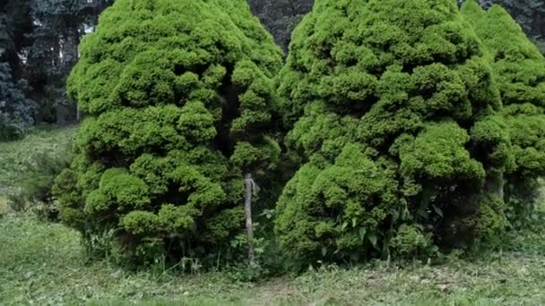 Małe Puszyste Choinki Ogrodzie Botanicznym Karzeł Dekoracyjne Zielone Iglaste Wysokiej — Wideo stockowe