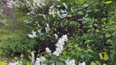 Bir daldaki dekoratif çalı çiçekleri. Beyaz narin çiçekler. İlkbaharda çiçek açan yasemin çalısı. Bahçeyi kapatın. Güzel açan yasemin filizleniyor. Yeşil yapraklar.