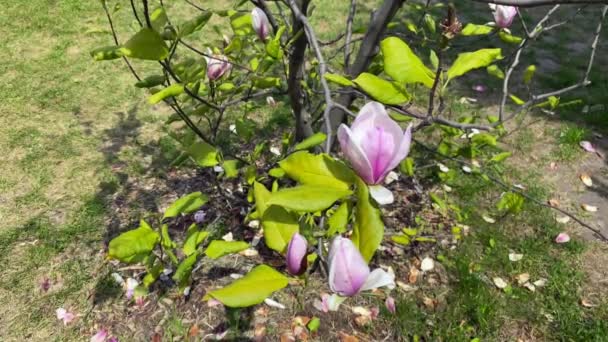 Рожева Магнолія Цвіте Ботанічному Саду Листя Квітів Падають Зелену Траву — стокове відео
