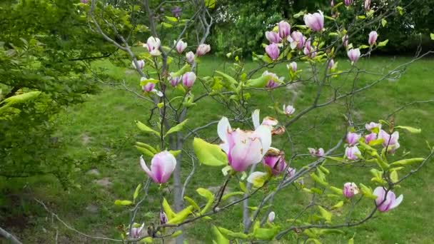 Magnolia Kwiaty Tle Niebieskiego Nieba Zielonej Trawy Ogrodzie Botanicznym Ruch — Wideo stockowe