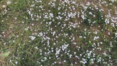 Beyaz papatya tarlası. Doğada, yerel parkta çiçekler açtı. Çevrenin biyolojisi ve hayvan dünyası ekosistemi. Botanik Bahçesi. Yüksek kalite 4k video