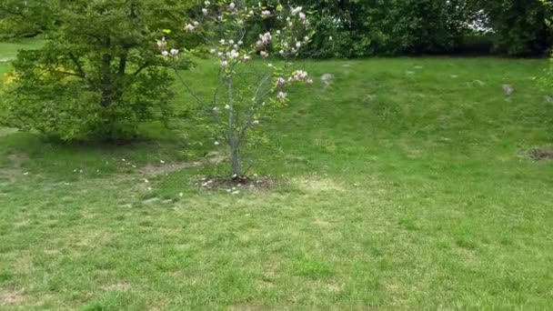 Zielona Łąka Której Rosną Czerwone Magnolie Perspektywa Kamery Przybliża Kwiaty — Wideo stockowe