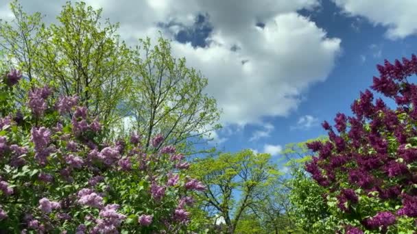공원에서 라일락의 그룹입니다 봄에는 나무가 피었다 하늘을 부르고뉴 새싹을 카메라를 — 비디오
