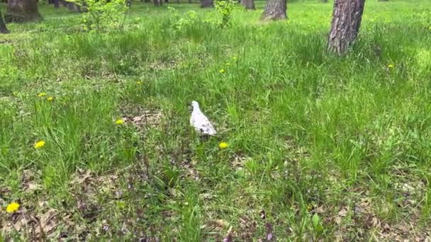 Pombo Procura Comida Relva Verde Pássaro Branco Com Ponto Preto — Vídeo de Stock