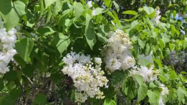 Mavi gökyüzünün arka planında ve yeşil çimenler beyaz ve mavi leylaklı ağaçlar yetişiyor. İlkbaharda inanılmaz güzel leylak sürüleri çiçek açtı. Aromaterapi. 4k görüntü