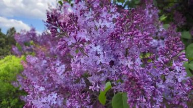 Mavi gökyüzünün arka planında leylak. Baharda şehir parkında. Nisan ayında çiçek açan bitkiler ve ağaçlar. Kamerayı bordo kayın etrafında dolaştırıyorum. 4k görüntü