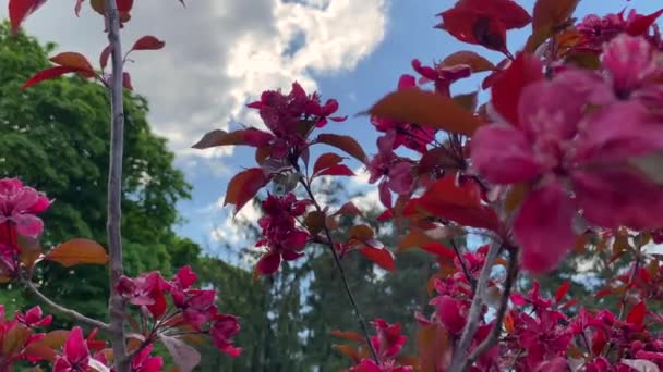 Στο Φόντο Του Γαλάζιου Ουρανού Άσπρα Σύννεφα Μαγικά Κόκκινα Λουλούδια — Αρχείο Βίντεο