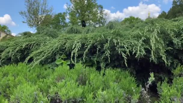 Arbustos Plantas Verdes Passeio Parque Verde Cortou Fundo Thuja Cuidado — Vídeo de Stock